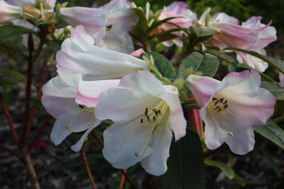 Countess of Haddington